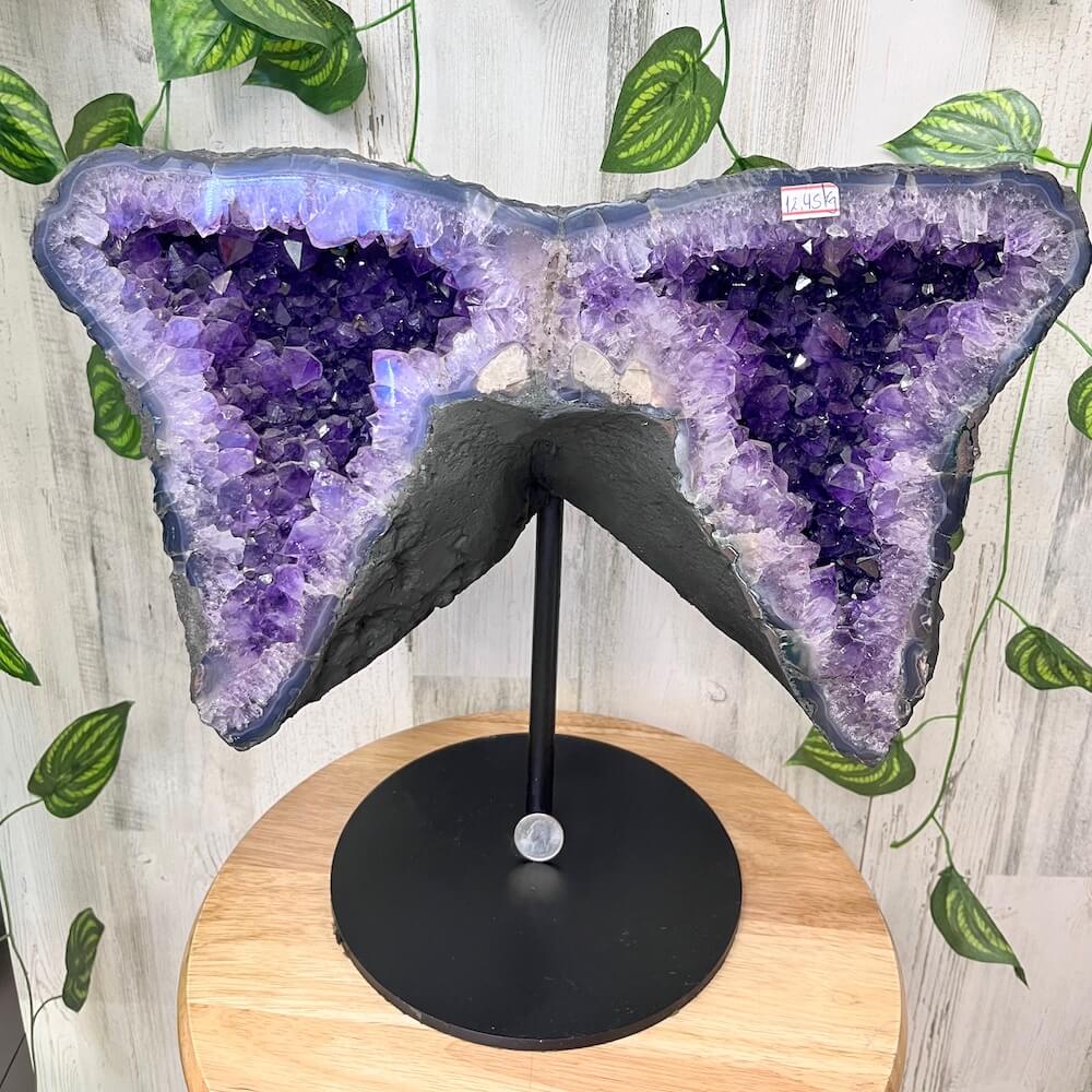 Buy Amethyst Druzy Amethyst Wings, Amethyst Crystal Piece #A at Magic Crystals. Amethyst Angel Wing Geode, Butterfly Wings Geode, Rare Amethyst Druz, Amethyst Cluster with Druzy, Untreated Raw Amethyst, Amethyst Gift, February Birthstone, Third Eye Spiritual Healing Quartz, Crystal Centerpiece, Amethyst Cluster
