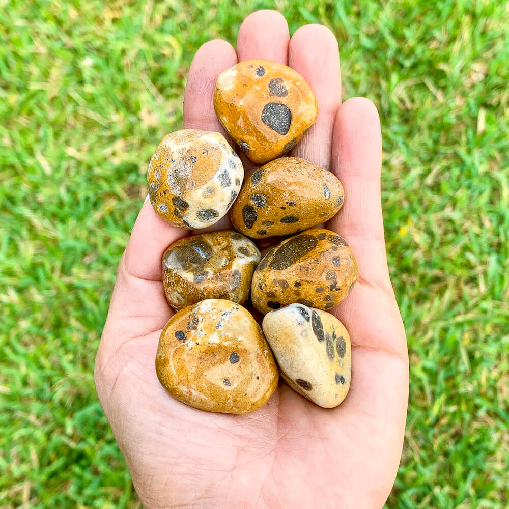 Looking for Leopard Skin Jasper Stone and Healing Crystals? Find Leopard Skin Jasper Polished Stone in Magic Crystals. Also known as Beown Rhyolite Natural Leopard Skin Jasper assists in self-healing and spiritual discovery to further personal growth. It is a powerful gemstone for stability, protection and grounding.