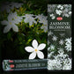 Shop for HEM Jasmine Blossom Incense Sticks Natural Essence | Flor Del Jazmin Incienso at Magic Crystals. Free Shipping Available. 6 tubes of 20 sticks, 120 sticks total. Quality Incense. Hem is known throughout the world for producing traditional incenses made from quality woods, flowers, resins, and essential oils.