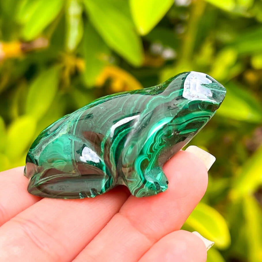 Genuine Malachite. Shop at Magic Crystals for Genuine Malachite Frog - Natural Malachite Frog Carving from Congo. Malachite Animal, Gifts for Her, Gifts for Him, Crystal Gemstones, Home Decor. FREE SHIPPING AVAILABLE. Hand Carved Malachite Stone Frog, Home Decor, Crystal Healing, Mineral Specimen