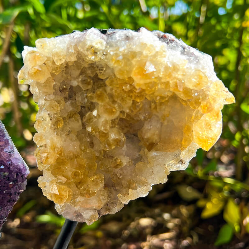 Horizontal Amethyst, Citrine & Clear Quartz Crystal Set for Abundance, Clarity & Spiritual Growth