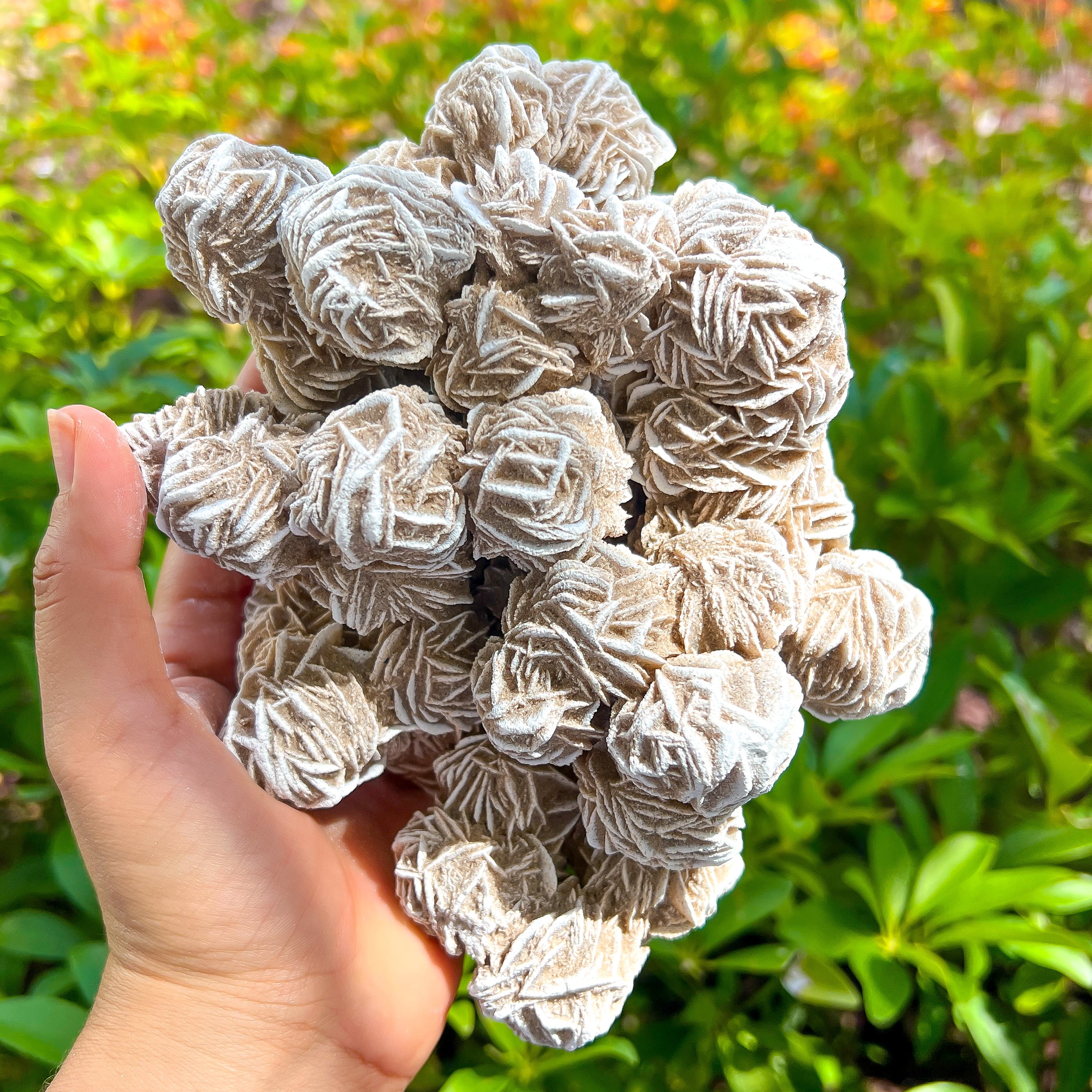 Desert Rose Selenite Specimen – Magic Crystals