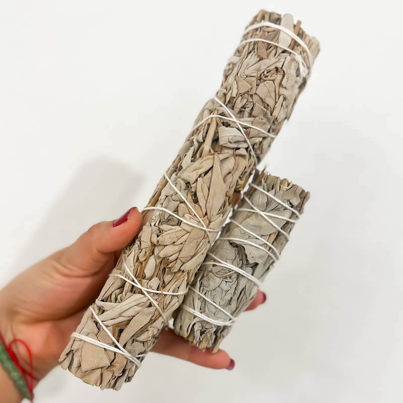 Shop our White sage (Salvia apiana), also known as sacred sage, is an evergreen perennial native to the Southwestern United States. Burning white sage is cleansing and purifying for any negative energy, lower vibrational energy or even spirits within your space.