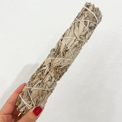 Shop our White sage (Salvia apiana), also known as sacred sage, is an evergreen perennial native to the Southwestern United States. Burning white sage is cleansing and purifying for any negative energy, lower vibrational energy or even spirits within your space.