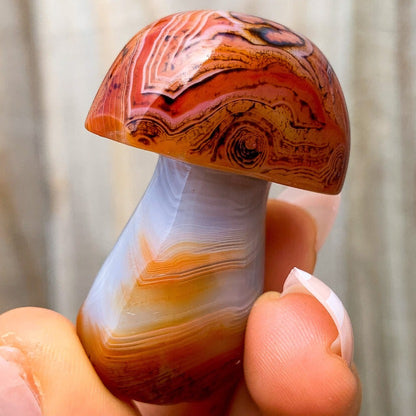    Carnelian-Mushroom. Looking for Crystal Mushroom? Shop Crystal Mushroom Carving, Gemstone Mushroom, Healing Crystal, Crystal Collection, Crystal Gift at Magic Crystals. Natural Crystal mushrooms 2”, carved crystal, mushrooms crystals, medium crystal mushroom for Energy Reiki Point with FREE SHIPPING AVAILABLE.