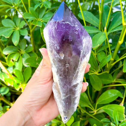Buy at Magic Crystals Large Dragons Tooth Amethyst Crystals - Amethyst dog tooth. Bahia Amethyst AA Quality, Dragon's Tooth Amethyst, Brazilian Amethyst Wand, . Mineral specimen , Polished rock. Amethyst Bahia Root Elestial Dragon Tooth Wand. Natural Amethyst Gemstone for PEACE, INSPIRATION. Large-Brazilian-Bahia-tooth-D
