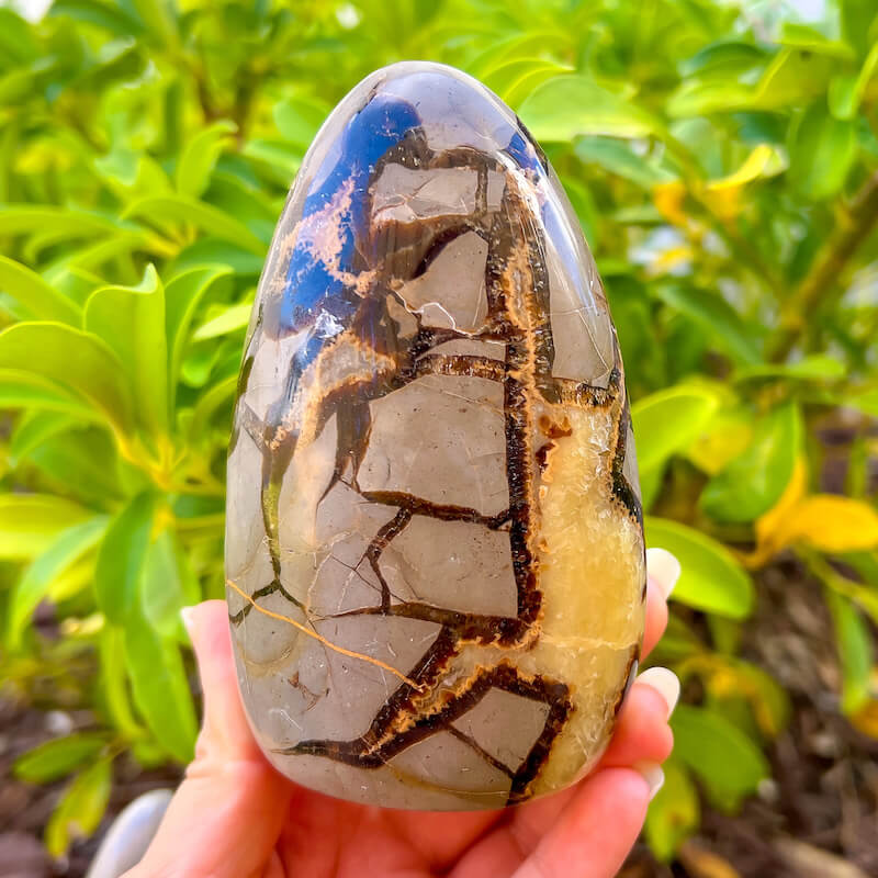 Shop for Madagascar Septarian Free Form, Crystal at Magic Crystals. UV Reactive Septarian Stone, Dragon Stone, Calcite & Aragonite For the Root Chakra, Grounding Minerals. Septarian stone has a calming, nurturing energy, and can bring feelings of joy and spiritually uplifting.FREE SHIPPING AVAILABLE