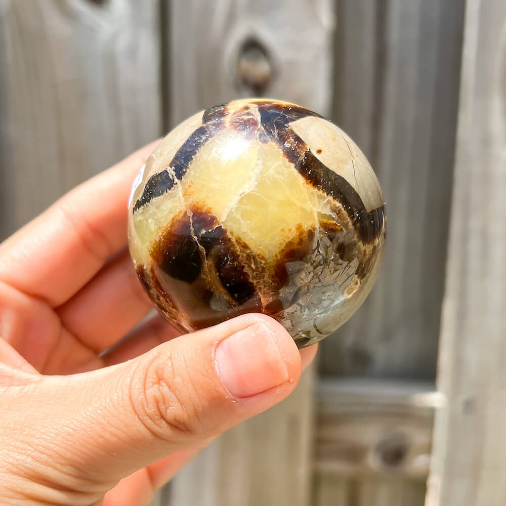 Looking for Septarian Dragon Stone Sphere? Shop for Septarian Dragon Stone Sphere - C, Septarian Dragon Stone Sphere, Septarian Nodule Crystal Ball at Magic Crystals. UV Reactive Septarian Stone, Grounding Minerals. Septarian stone has a calming, nurturing energy, and can bring feelings of joy and spiritually uplifting